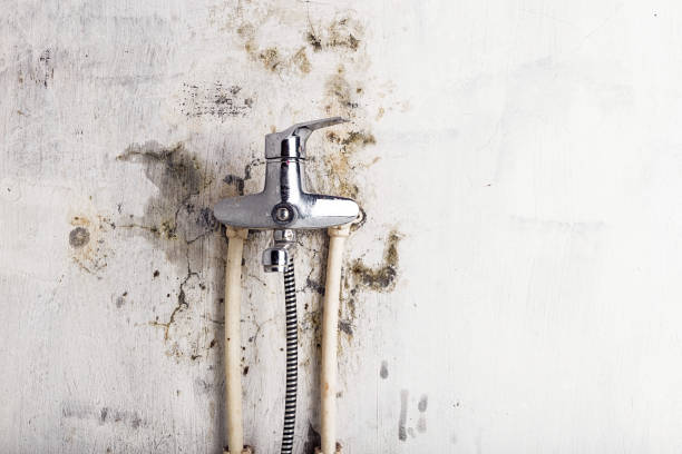Best Basement Mold Remediation in Oroville, CA