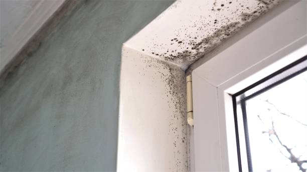 Best Residential Mold Remediation in Oroville, CA