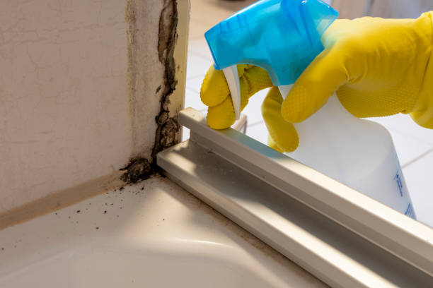 Best Attic Mold Remediation in Oroville, CA