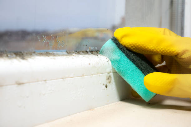 Best Residential Mold Remediation in Oroville, CA