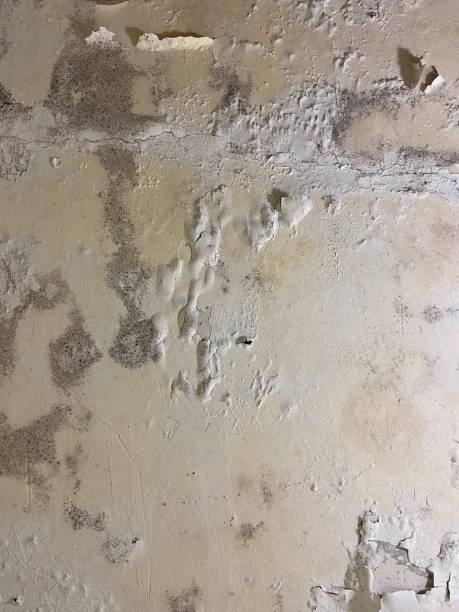 Best Kitchen Mold Remediation in Oroville, CA