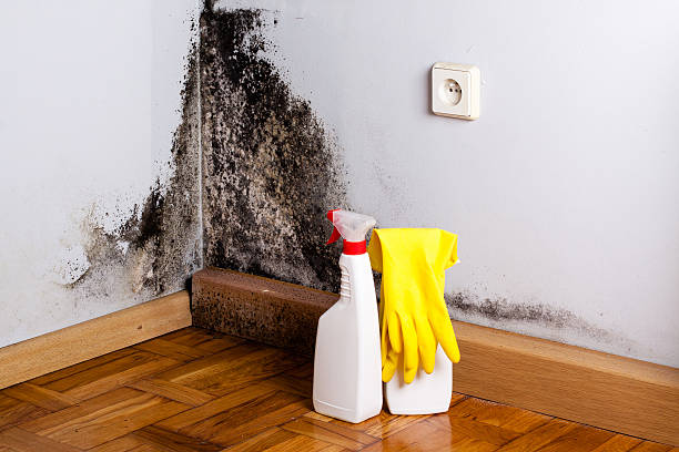 Oroville, CA Mold Remediation Company