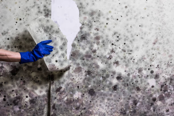 Best HVAC Mold Remediation in Oroville, CA