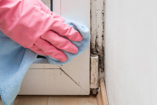 Best Industrial Mold Remediation in Oroville, CA