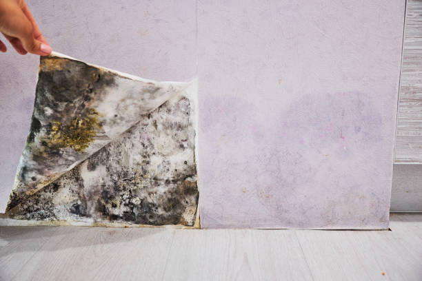 Trusted Oroville, CA Mold Remediation Experts